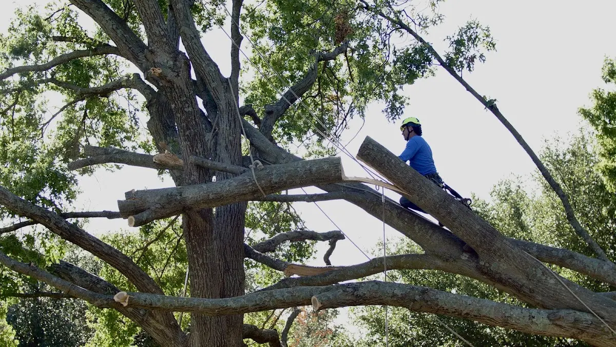 Professional Crown Thinning performed by certified arborists in Naval Air Station Jrb