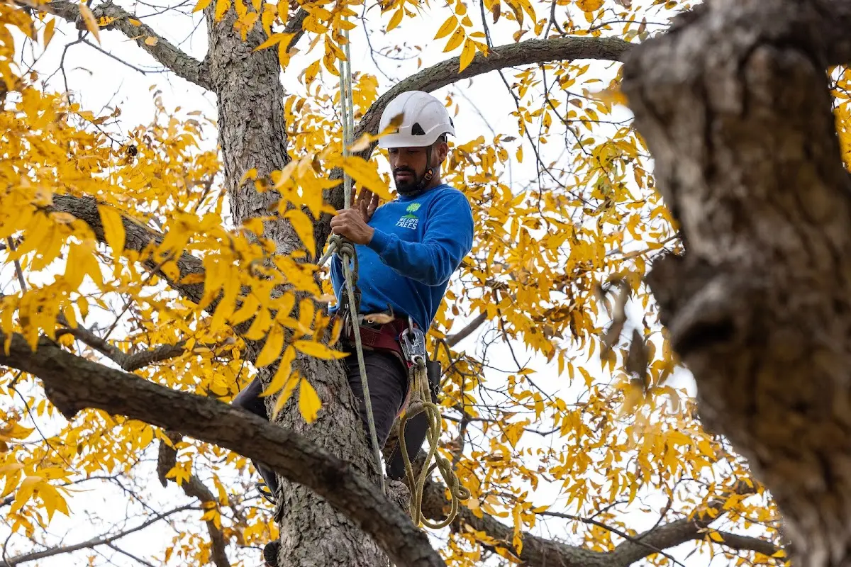 Skilled Emergency Tree Service crew working in Naval Air Station Jrb