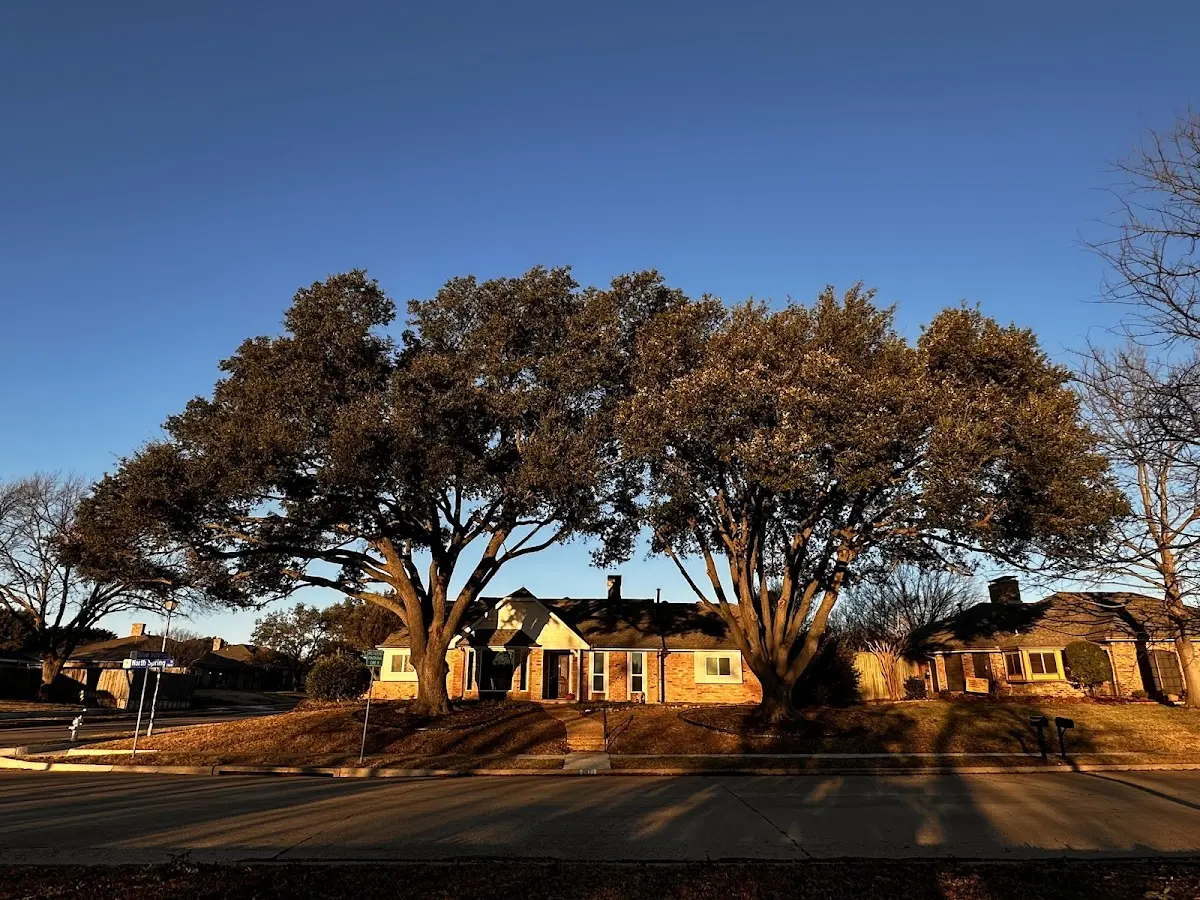 Established residential canopy tree shading a home in Naval Air Station Jrb