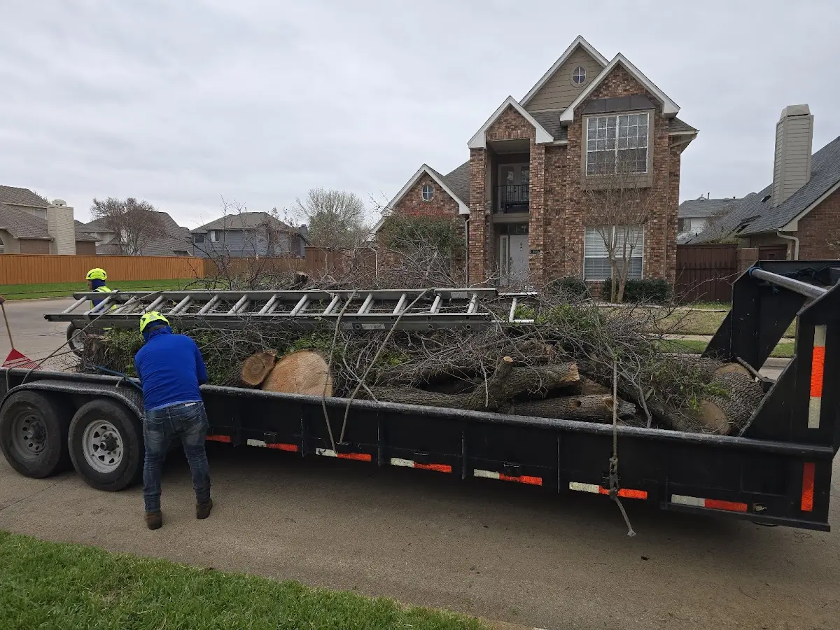 Expert Tree Removal with proper safety equipment in Naval Air Station Jrb